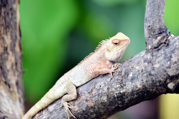 CHAMELEON ON BRANCH