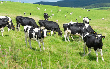 サロベツ原野の大規模牧場に放牧中の乳牛 / 北海道 豊富町