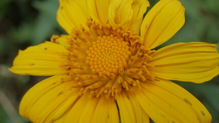 Photo of  sunflower good for background etc