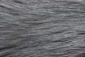 gray fur close-up, used as a background or texture. Soft focus