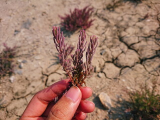 Suaeda maritima herd food coast plant