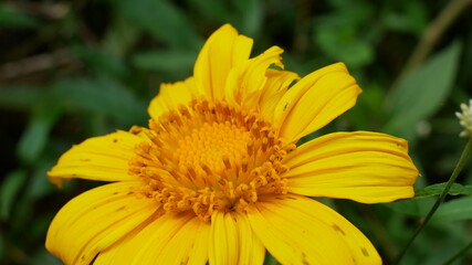 Photo of  sunflower good for background etc