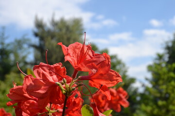 Red rhododendron in the garden