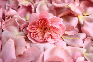 Floral background. Mauve of rose and petals.