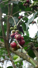 Photo of coffee plant good for background etc