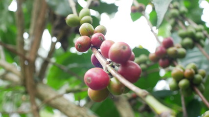 Photo of coffee plant good for background etc