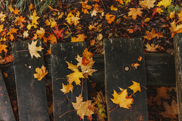 Autumn leaves on the wet wooden stairs