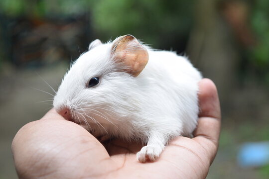 A cute baby guinea pig on hand  close photography during winter
