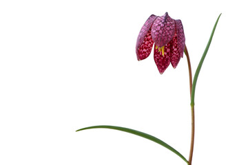 Flower Purple Fritillaria meleagris or chess flower isolated on white background