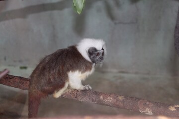black tailed lemur