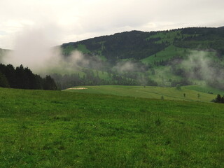 Naklejka na ściany i meble Poland Beskid Sadecki. A flock of sheep grazing in a clearing.