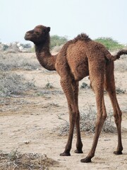 camel in the desert