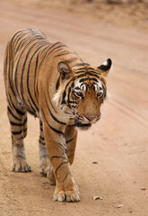 Obraz premium Tiger cub on the mud track, Ranthambore Tiger Reserve