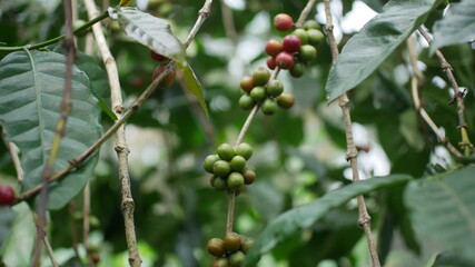 Photo of coffee plant good for background etc