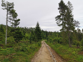 Fototapeta na wymiar Poland Beskid Sadecki Jaworki. A sandy mountain road running through a clearing.