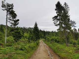Fototapeta na wymiar Poland Beskid Sadecki Jaworki. A sandy mountain road running through a clearing.