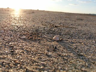 shell on the beach