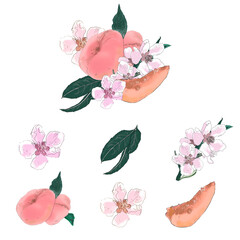 Illustration of an isolated fruit on a peach branch with fruits on a white background. Whole peach, sliced ​​peach, peach blossom