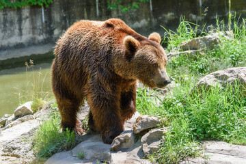 Big brown bear in the zoo. © nedomacki