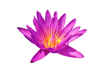 pink lotus flower white background