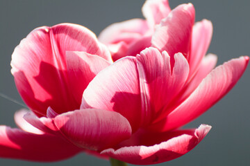 Rosa Blüte
