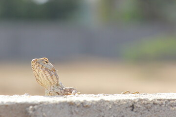 Indian Lizard, Indian Chameleon head behind rock wall 