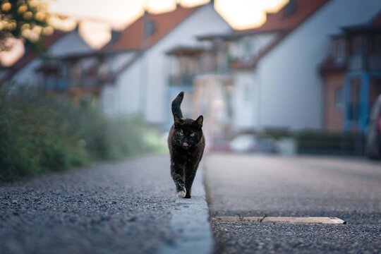 Schildpatt Katze geht mit Blick zur Kamera auf der Stra&szlig;e