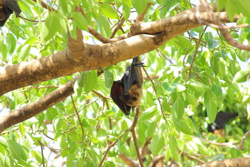 Flying fox hanging upside down on tree branch in summer 