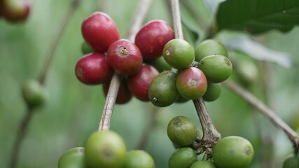 Photo of coffee plant good for background etc