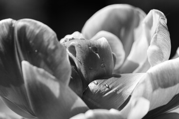 Wassertropfen auf einer Blüte