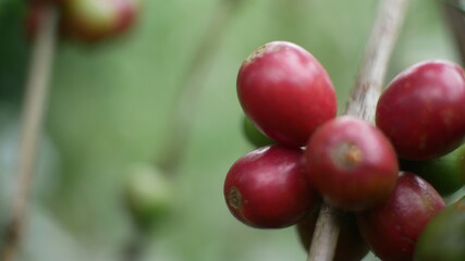 Photo of coffee plant good for background etc