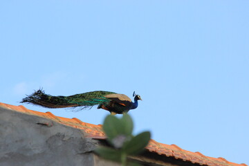 Young Peacock Indian national bird on a rooftop of house in village of India 