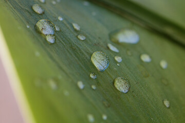 Wassertropfen auf einem Blatt
