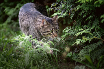 Getigerte Katze erkundet im Harten