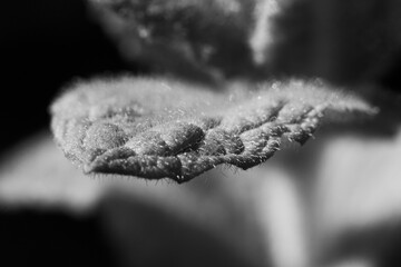 Makro eines Minzblattest