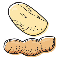 Peanut isolated on white background. Vector illustration of vegetable