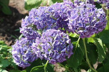 Blooming Hydrangea, Hydrangea, a genus of flowering plants of the Hydrangea family