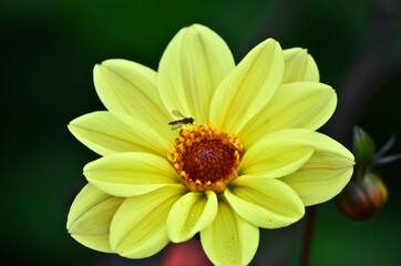 Photo macro d'une belle fleur jaune 