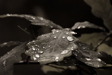 Wassertropfen auf einem Eichenblatt