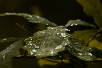 Wassertropfen auf einem Eichenblatt