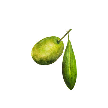 Image of green olives. Watercolor illustration for textiles, web, packaging.