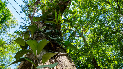 Orchid trees on the big trees in the park