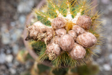 Close-up of the spiky, woolly cactus Eriocephala Magnifica, a native plant in the cactaceae family from South America