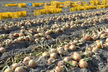 淡路島産玉ねぎの収穫