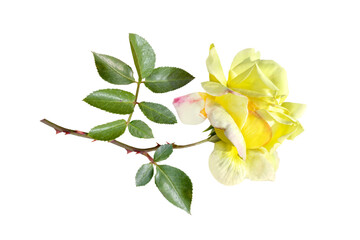 Naklejka premium Yellow rose flower with green leaves isolated on white