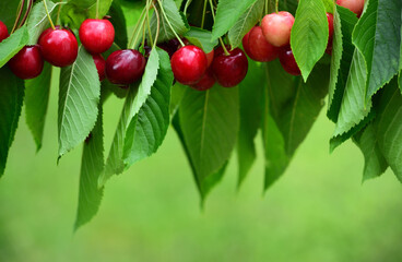 Ripe cherries hang on a branch of a cherry tree, with leaves, against a green background