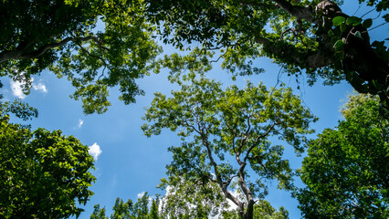 Big trees in the park