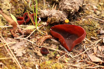 Заячий гриб