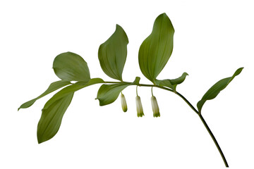 Polygonátum odoratum flowers- perennial herb isolated on white background