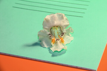 School notebook with white flower of the bignonioides plant on an orange background.